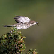 Red-backed Shrike