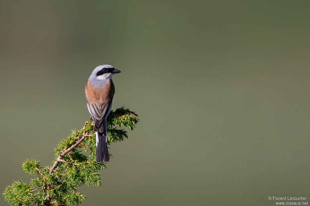 Red-backed Shrike male adult