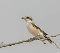 Great Grey Shrike