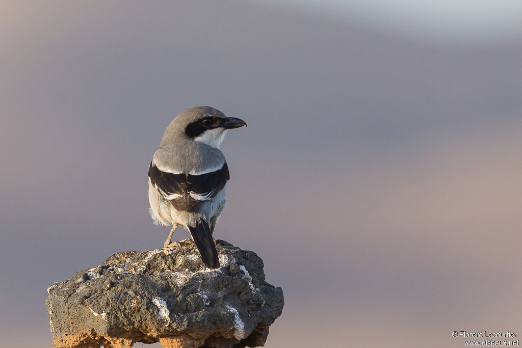 Great Grey Shrike