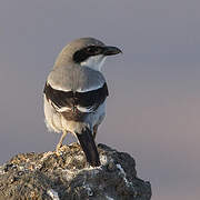 Great Grey Shrike