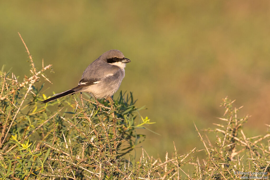 Great Grey Shrike