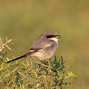 Great Grey Shrike