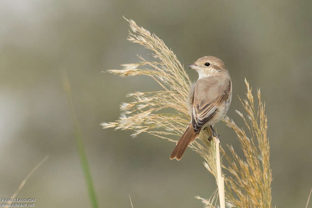 Isabelline Shrike female adult post breeding, pigmentation, Behaviour