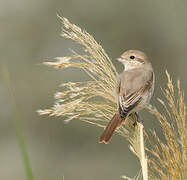 Isabelline Shrike