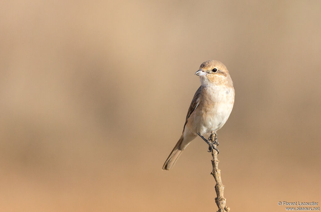 Isabelline Shrike