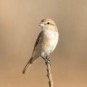 Isabelline Shrike