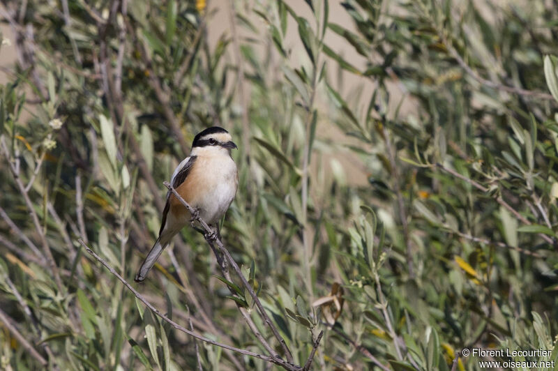 Masked Shrike