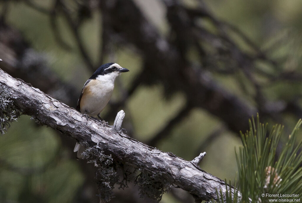 Masked Shrike