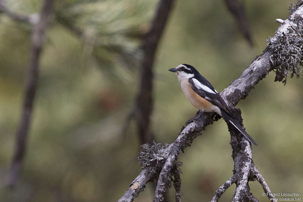 Masked Shrike