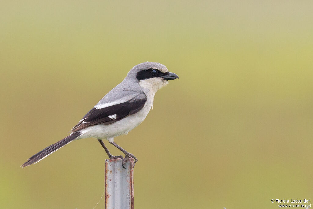 Loggerhead Shrike