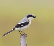 Loggerhead Shrike