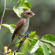 Tiger Shrike