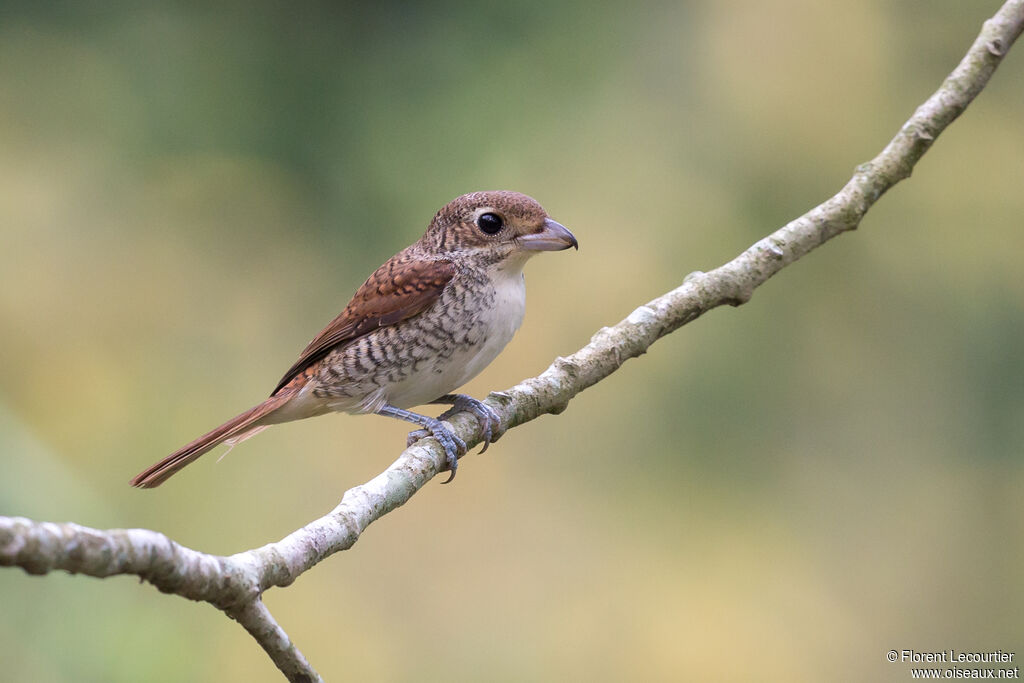 Pie-grièche tigrineimmature