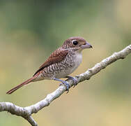 Tiger Shrike