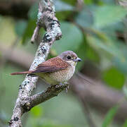 Tiger Shrike