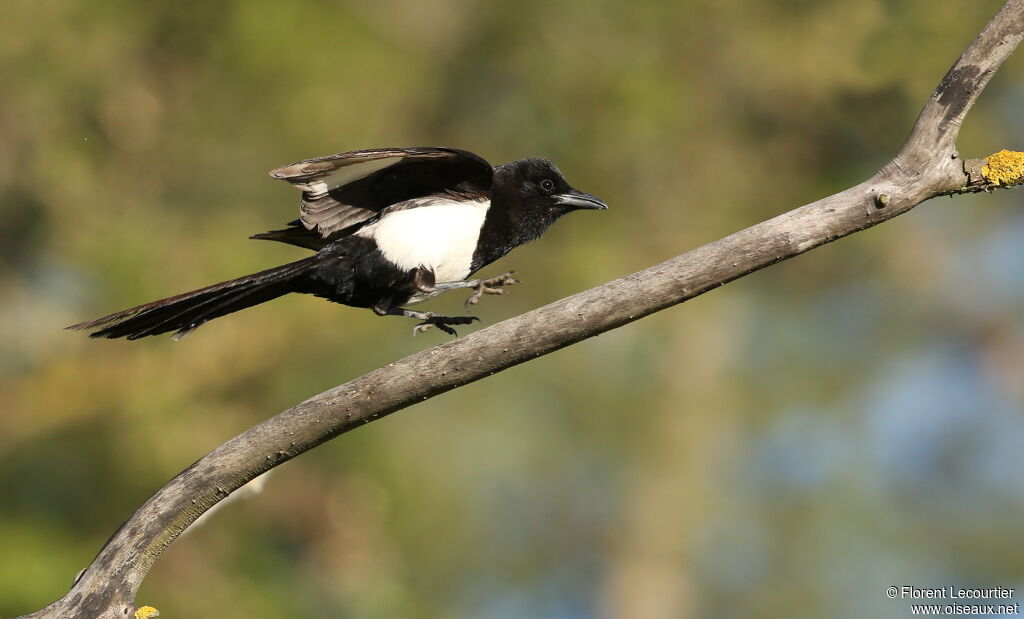 Eurasian Magpie