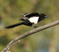 Eurasian Magpie