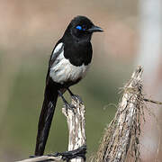 Maghreb Magpie