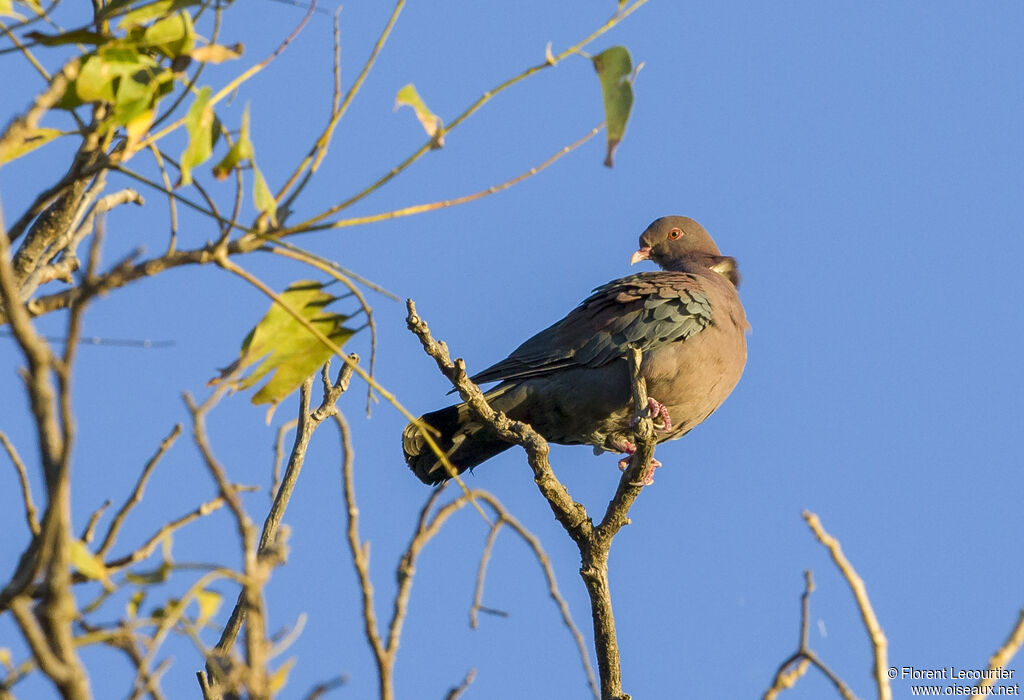 Pigeon à bec rouge