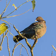 Red-billed Pigeon