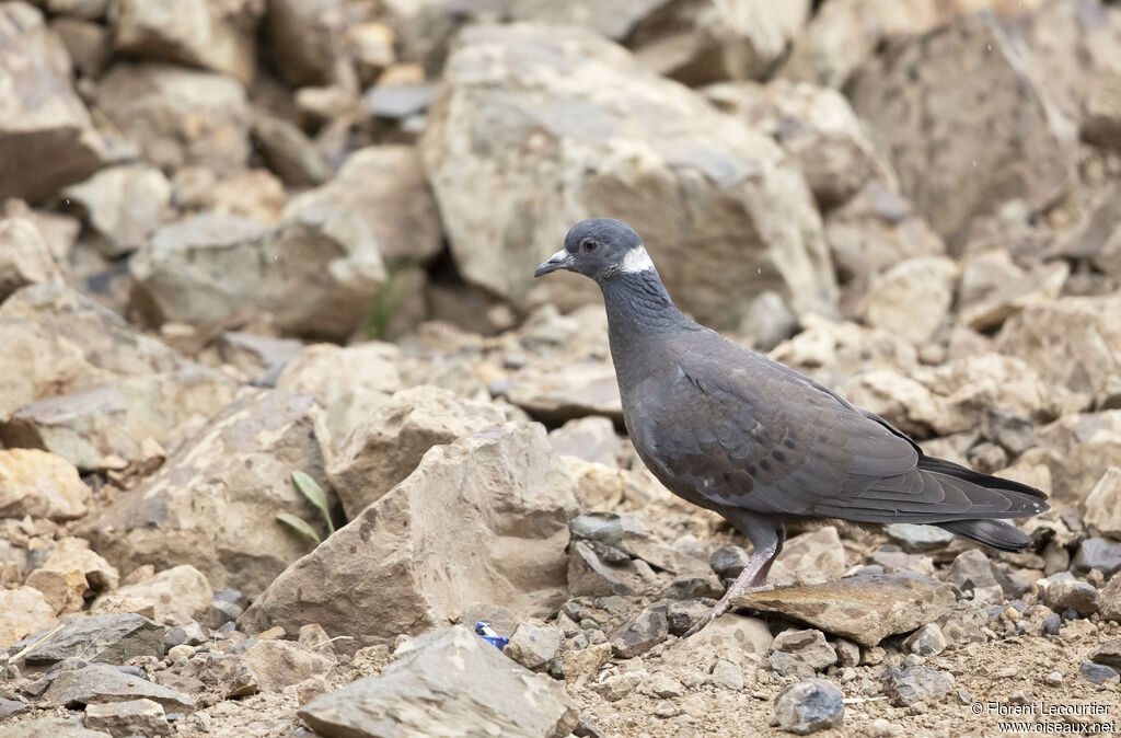 White-collared Pigeon