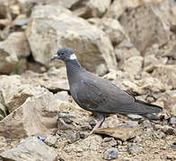 White-collared Pigeon