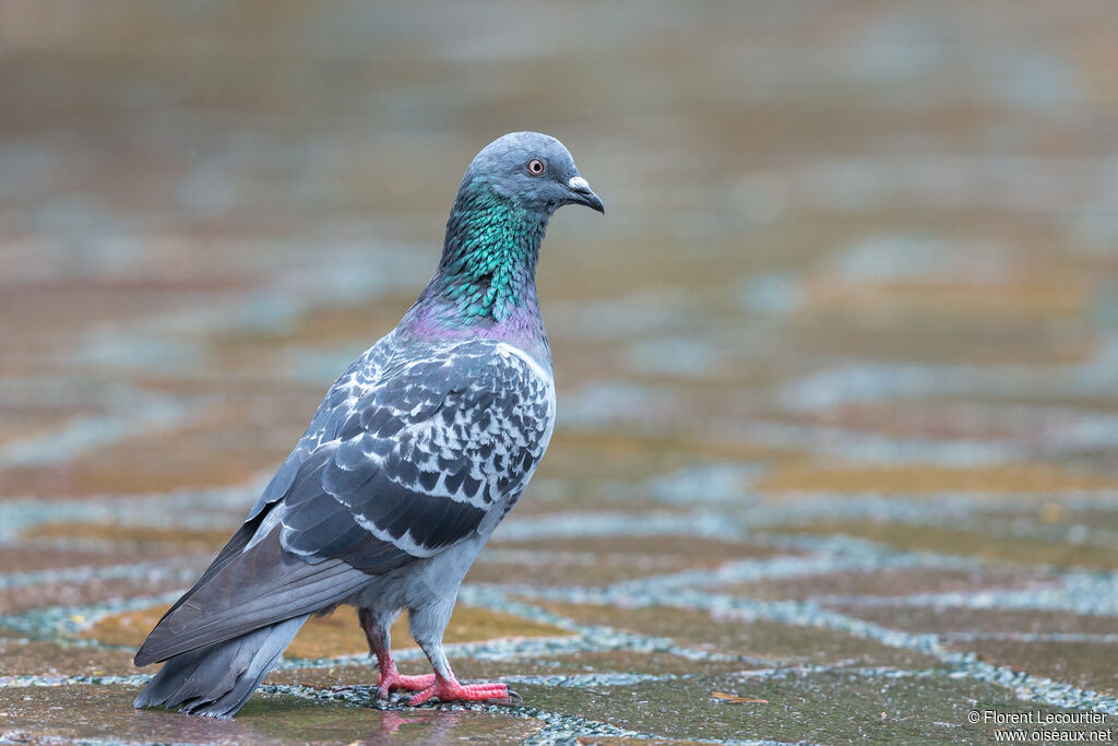 Pigeon bisetadulte