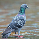 Pigeon biset
