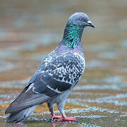 Rock Dove