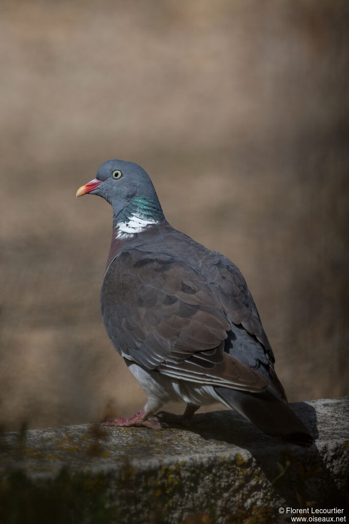 Common Wood Pigeon