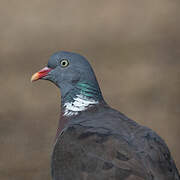 Common Wood Pigeon