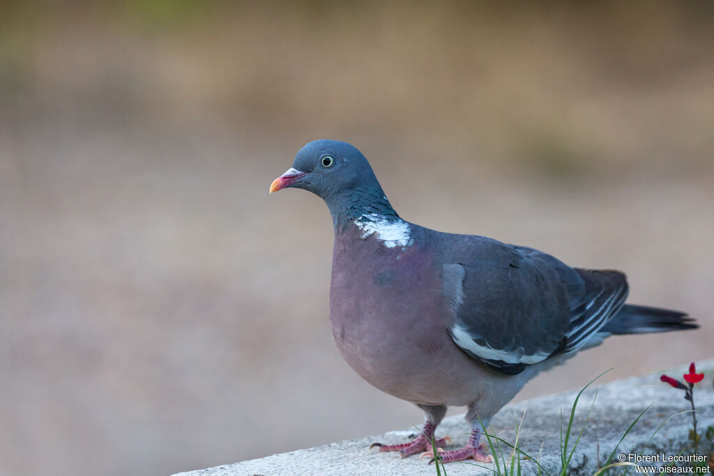 Common Wood Pigeon