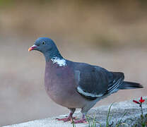 Common Wood Pigeon