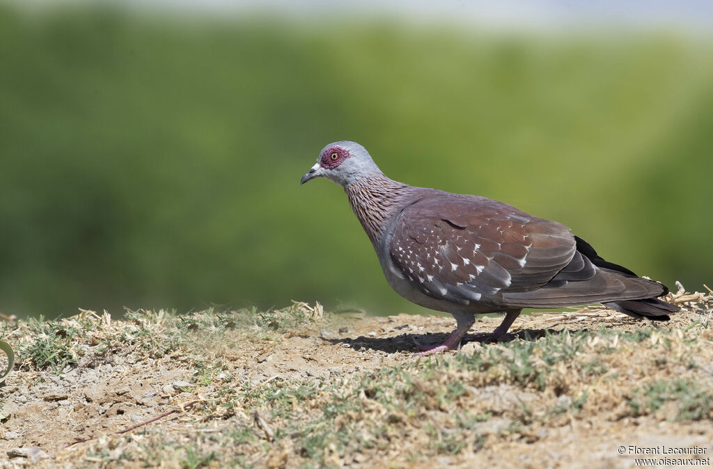 Pigeon roussard