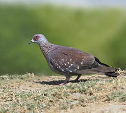 Pigeon roussard