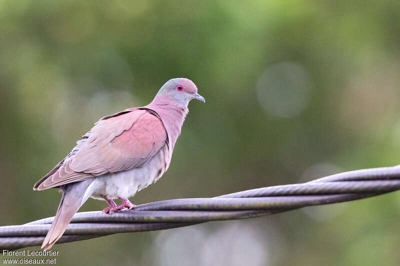 Pigeon rousset mâle adulte, identification