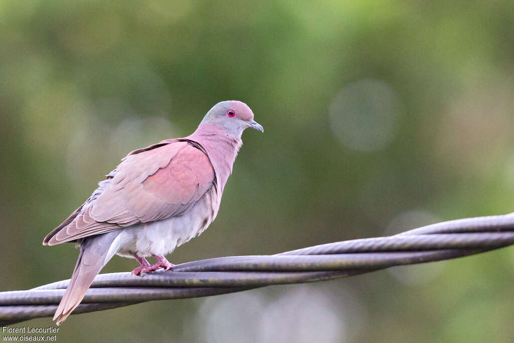 Pale-vented Pigeon male adult, identification