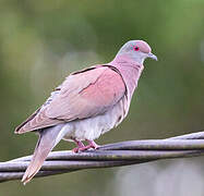 Pale-vented Pigeon