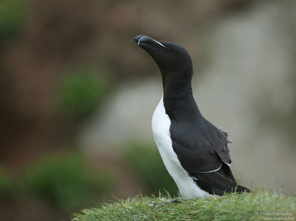 Pingouin torda