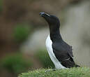 Pingouin torda