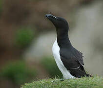 Razorbill