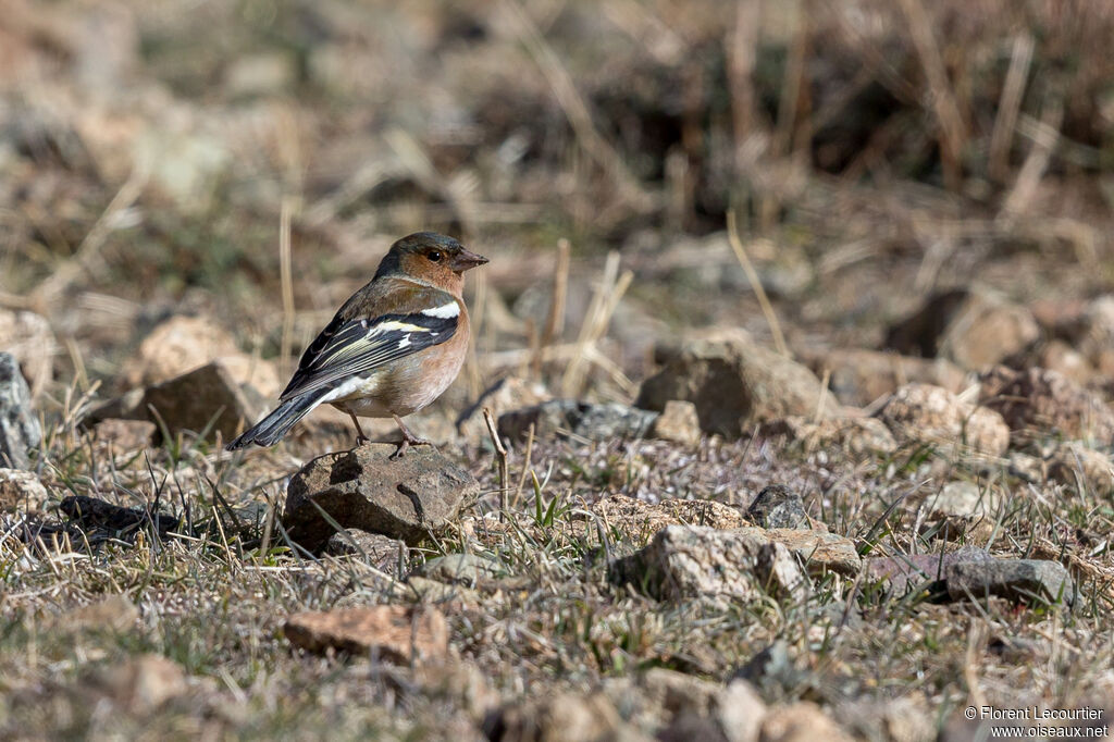 Common Chaffinch male adult