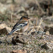 Eurasian Chaffinch