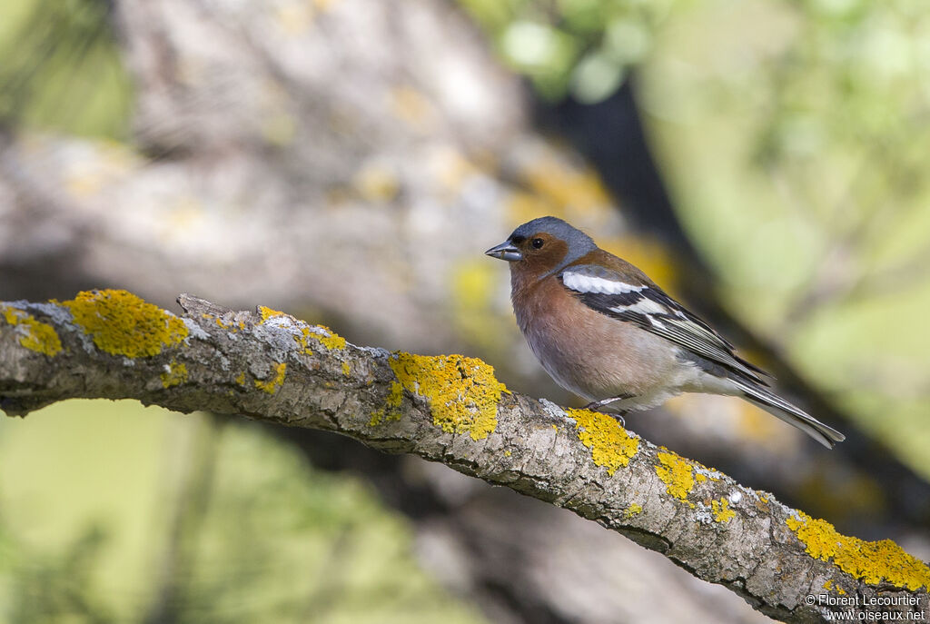 Pinson des arbres mâle adulte