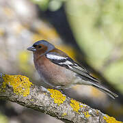 Eurasian Chaffinch