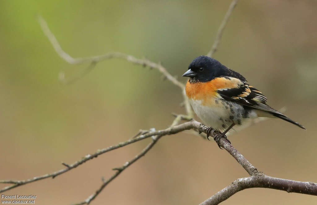 Pinson du Nord mâle adulte nuptial, identification