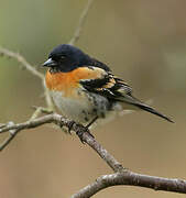 Brambling