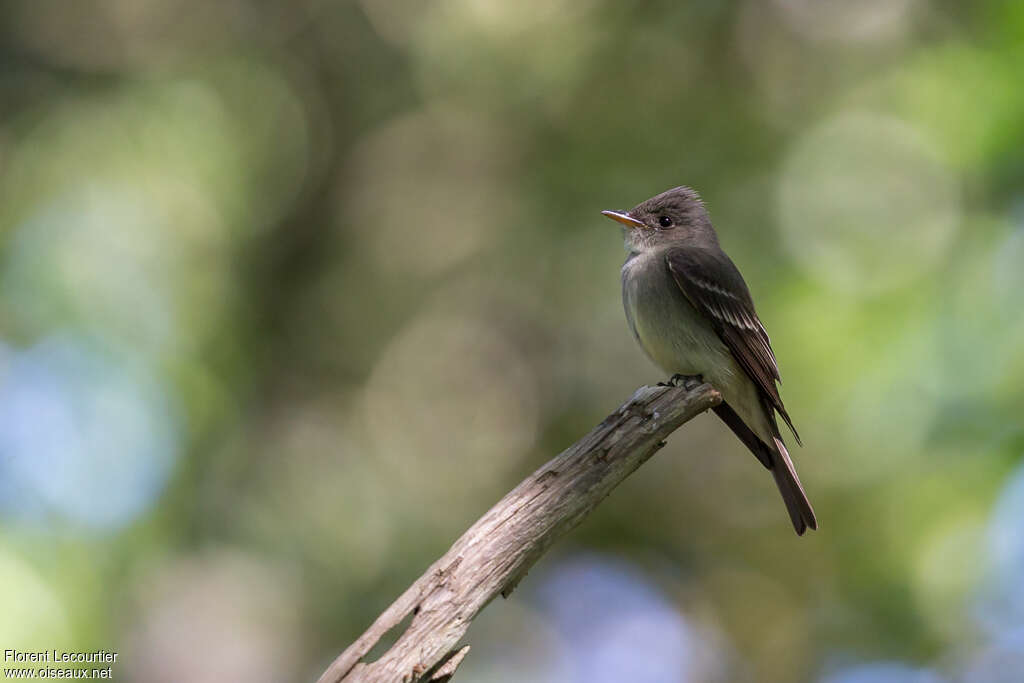 Eastern Wood Peweeadult, habitat, pigmentation, Behaviour