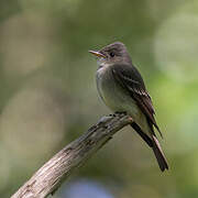 Eastern Wood Pewee